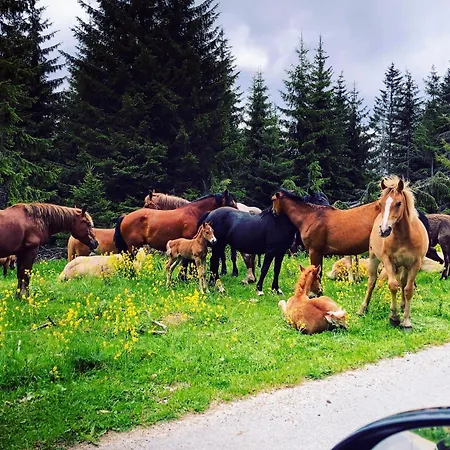Luxury In The Pines Pamporovo